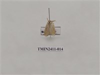 藏品(灰雙線刺蛾)的圖片